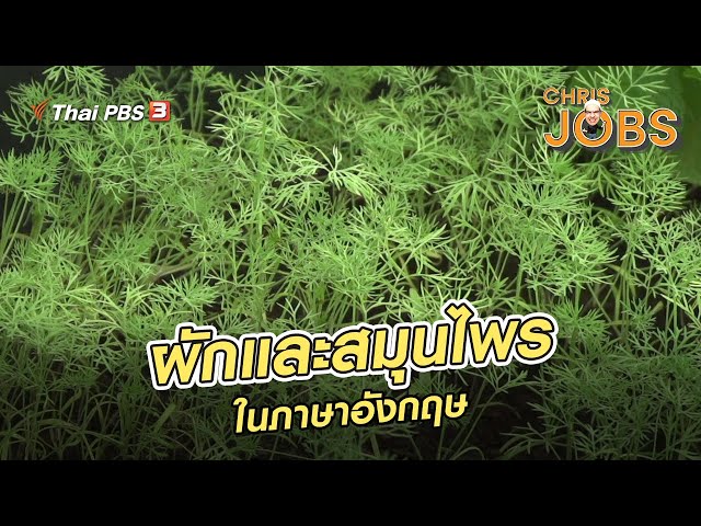 ผักและสมุนไพรในภาษาอังกฤษ | สาระน่ารู้จาก Chris Jobs - Youtube